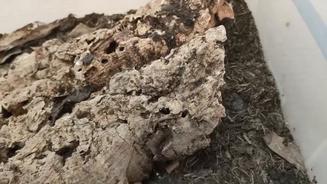 Tarantula Feeding Video 5 смотреть онлайн