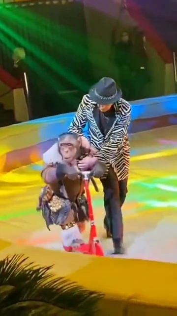 Monkey and scooter!#acrobat #monkey #акробатика #tricks #трюки #цирк #trainer #самокат #обезьяна смотреть онлайн