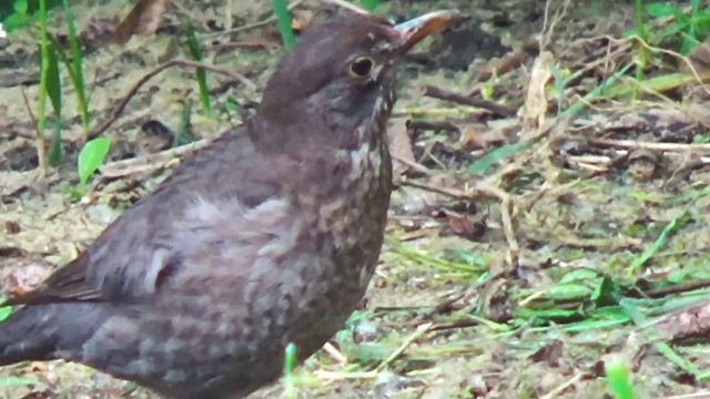 Черный дрозд кавказский родом из сказки... смотреть онлайн