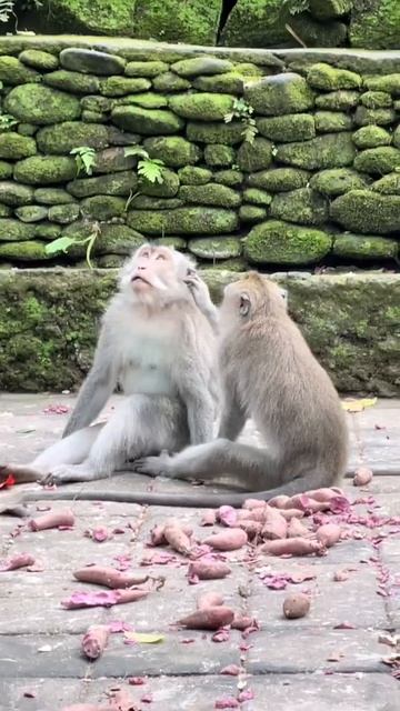 Monkey Forest Adventures in Bali! | World Trip Day 78 смотреть онлайн