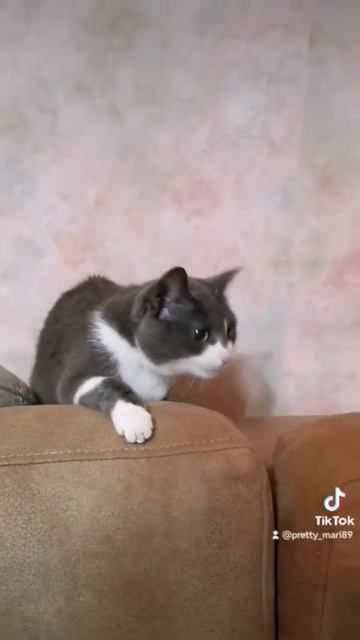 Злая кошка😡🤬😠 смотреть онлайн