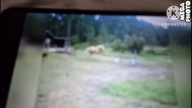 как пукают животные умираю со смехк часть 1 я ржал корятыч смотреть онлайн