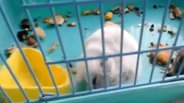 Мои хомяки смотреть онлайн