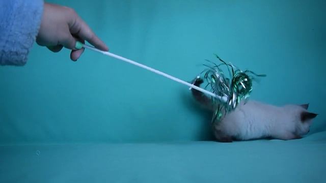 Чивас Из Одиссеи смотреть онлайн