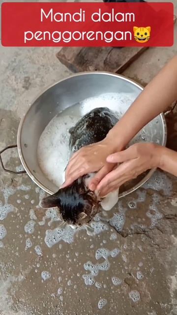 Kucing mandi dalam penggorengan, anjing mandi dalam loyang 18 Mei 2023 @cakodidikat смотреть онлайн