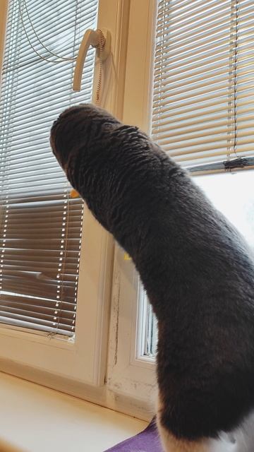 Кот добытчик 🐱 смотреть онлайн