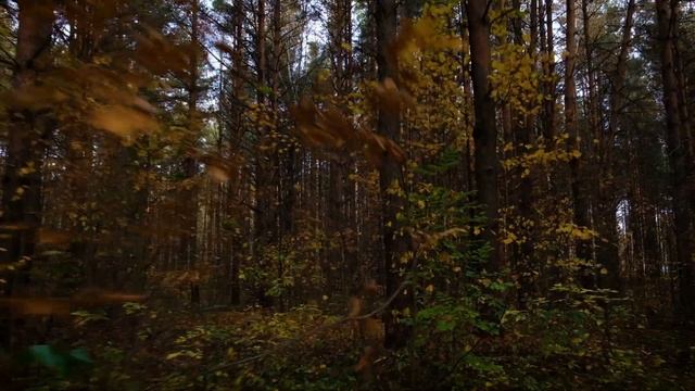 Autumn. Somewhere near Moscow. October 2020 смотреть онлайн