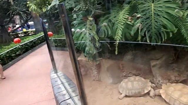 Loro Parque Teneriffa 2019 Centrochelys sulcata African spurred tortoise смотреть онлайн