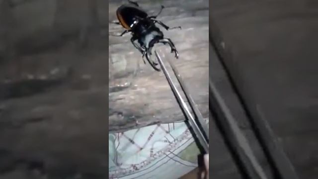 Odontolabis cuvera sinensis смотреть онлайн