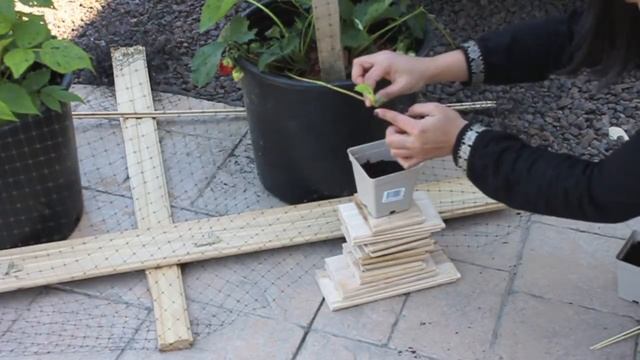How to grow strawberries in containers / from Runners смотреть онлайн