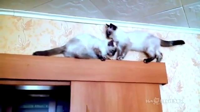 смешные коты #2 | это только начало смотреть онлайн