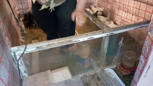 ‼️ Контрольні взвешивание‼️Вес Бройлера‼️Вес перепелок‼️Вес помесних курчат‼️ смотреть онлайн