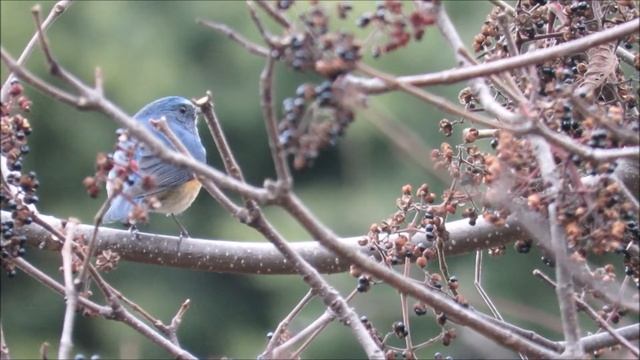 今年もMFに帰ってきたルリビタキ（♂）2017：瑠璃鶲：Tarsiger cyanurus－神戸市立森林植物園－2017 12 09 смотреть онлайн