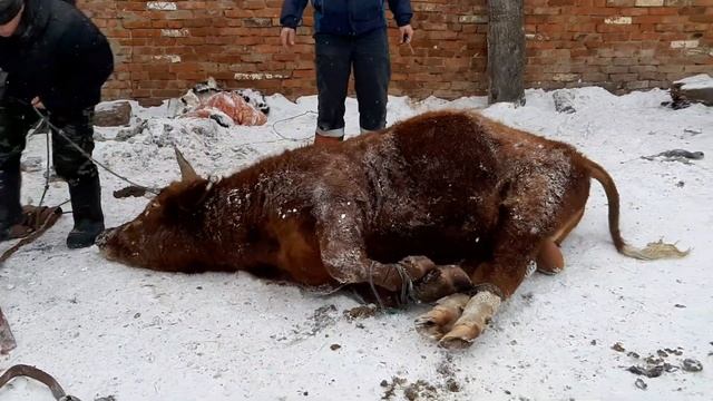 забиваем быка на мясо смотреть онлайн
