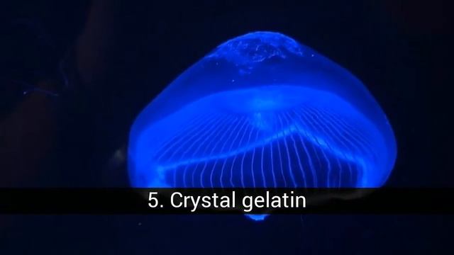 What is the most spectacular jellyfish in the ocean? смотреть онлайн