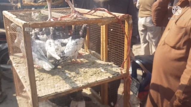 Lari adda famous kabutar mandi Lahore update 2022 samiullah pigeon club смотреть онлайн