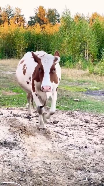 #marya_max смотреть онлайн