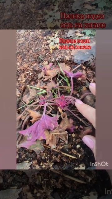 Чем укрыть растения осенью, чтобы хорошо перезимовали.