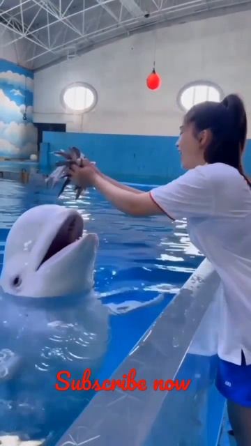 Smart dolphin 😍 | Double tap if you love this video 🤗# short part 5 смотреть онлайн