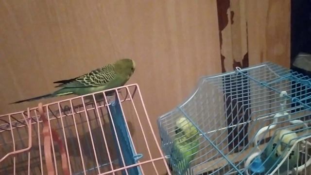 Вова гуляет чехи хотят драться 😱 смотреть онлайн