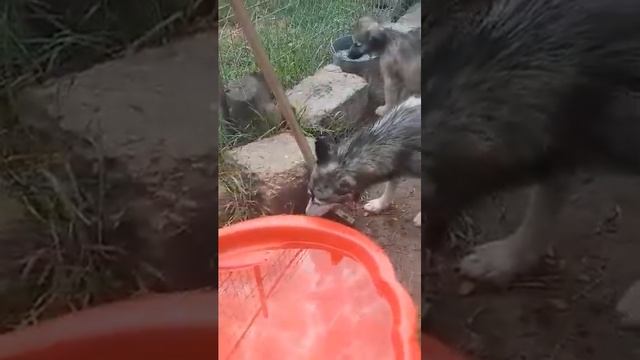 Husky Mama Aurora & ihre Welpen Umzug ins ML 29.07.2021(4) - New Home for Strays e.V. смотреть онлайн