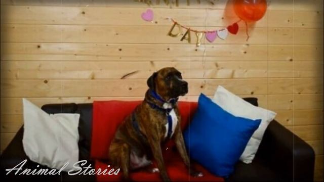 A party was arranged for a homeless dog — but no one came. Save the animals смотреть онлайн