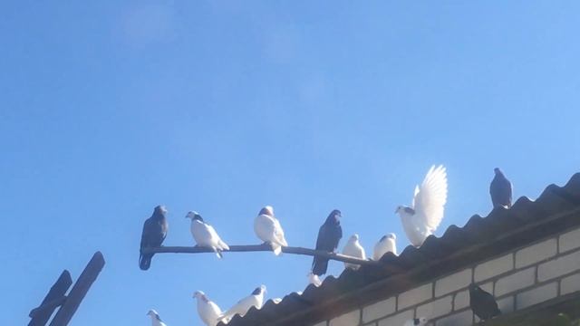 Гривуны и синие сплошные пермские высоколетные смотреть онлайн