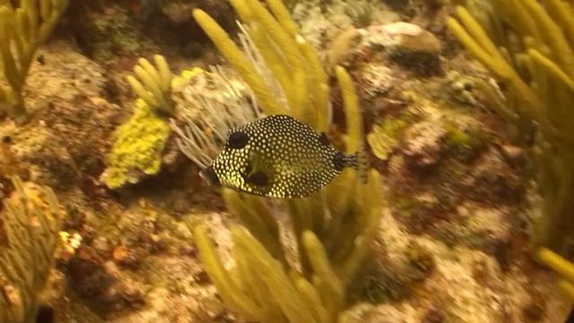 Grand Cayman Final смотреть онлайн