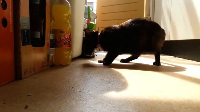 Tom and Jerry in real life смотреть онлайн