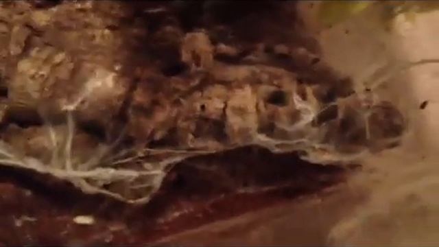 P. formosa gets a big blue worm смотреть онлайн