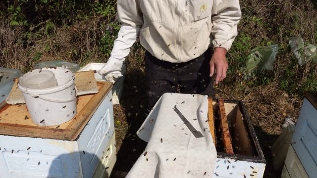 отбор меда,сборка гнезда,закорм и обработка пчел от клеща-все в один заход смотреть онлайн