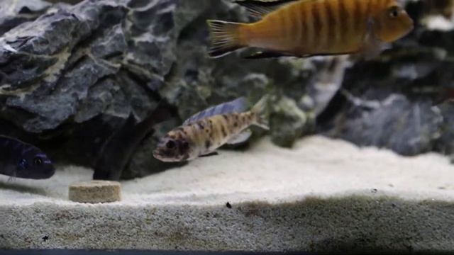 Maylandia tarakiki Zebra Slim Mbamba MC F1 смотреть онлайн