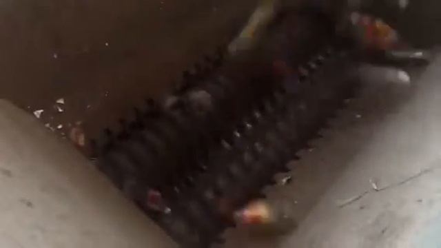 Pinchador смотреть онлайн