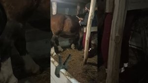 Как узнать жерёба ли кобыла по замерам