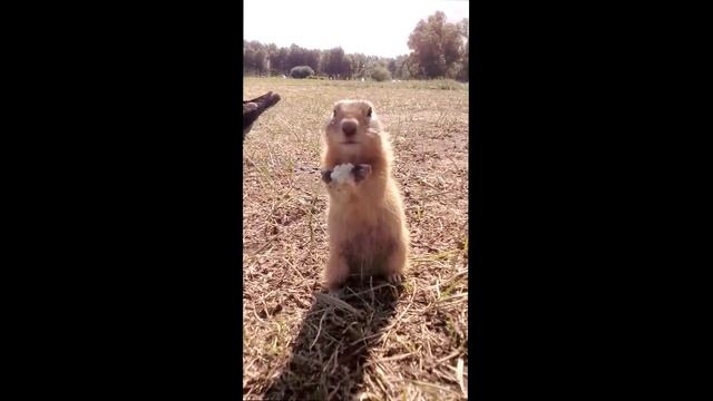 Крупный план суслика смотреть онлайн
