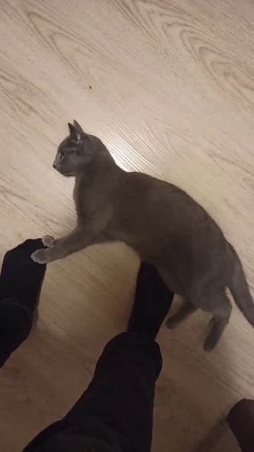 один из моих кожаных вернулся с работы #cat #catshorts #catvideo #животные #друзья #кот #котики #ко смотреть онлайн