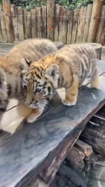 🐯🐯🐯 morning #kitty #foryou #fpy #cute #tiger #zoo смотреть онлайн