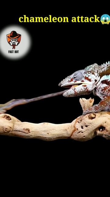 chameleon changing colour chameleon eating #shorts #ytshort #youtubeshort #MegaMouth #Facts #Scienc смотреть онлайн