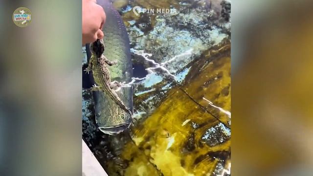 Suýt MẤT_TAY vì cho THỦY QUÁI khổng lồ ăn - CĐM thót tim cùng thanh niên LIỀU LĨNH | Tin Việt Độc L смотреть онлайн