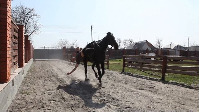 Акробатические трюки на конях смотреть онлайн