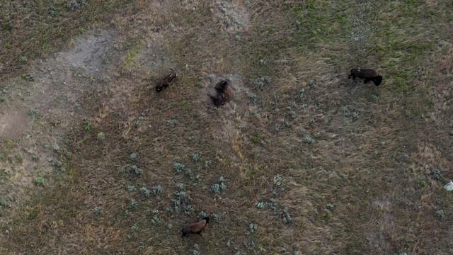 #NatZooZen: American Bison Wallowing смотреть онлайн