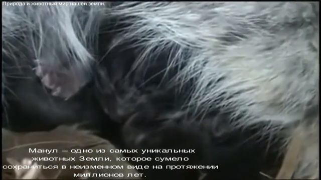 Кошка которая не изменилась за миллионы лет. смотреть онлайн