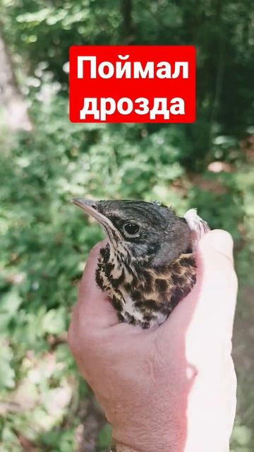 поймал дрозда смотреть онлайн