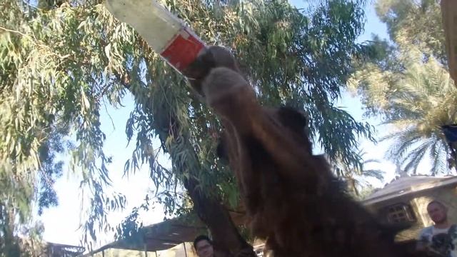 Верблюд пьёт колу, Тунис смотреть онлайн