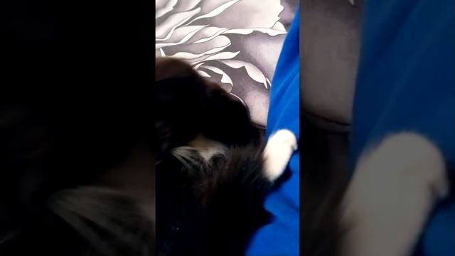 Котик.Отдам в добрые заботливые и любящие ручки.Мальчик.3месяца. смотреть онлайн