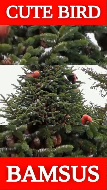 CUTE BIRD Two-barred Crossbill (Loxia leucoptera) #SHORTS смотреть онлайн