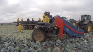ASA-Lift TK 1000 E Капустоуборочный комбайн / Cabbage harvester