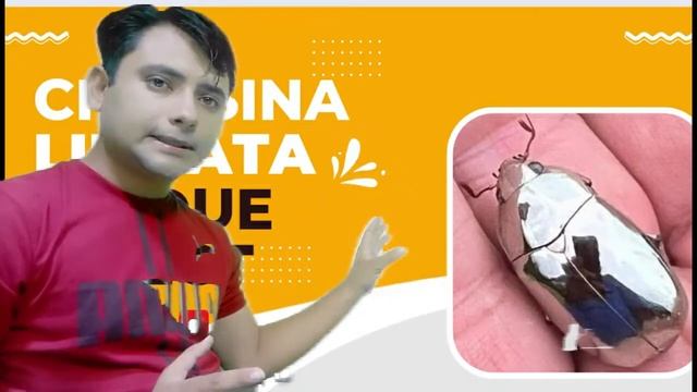 Chrysina limbata /steel insect / amazing world / science world / amazing knowledge /pakistan speaks смотреть онлайн
