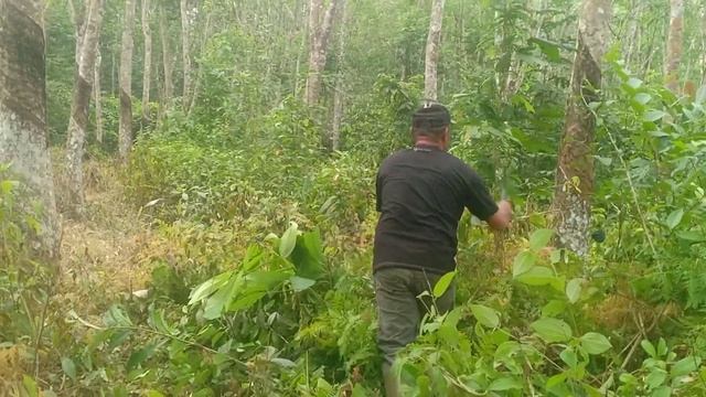 CARA MERAWAT KEBUN KARET || dengan metode yang baik dan benar. смотреть онлайн