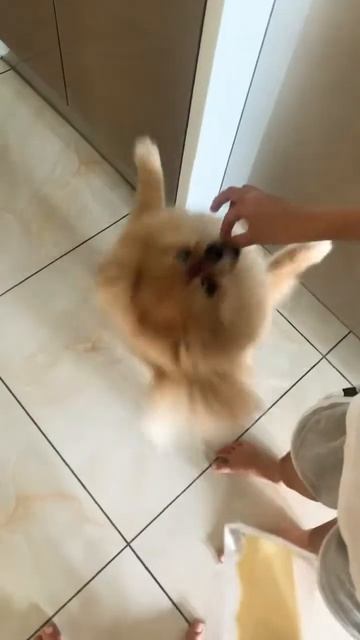 Cheese tax #cheesetax #dog смотреть онлайн